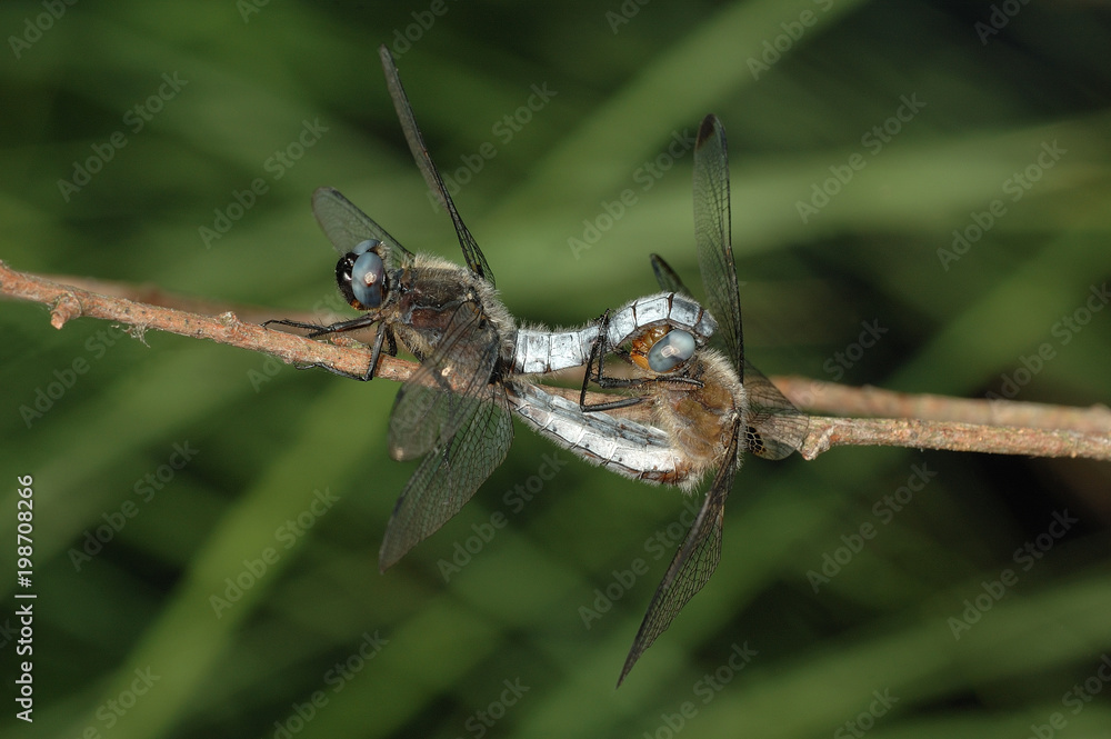 Scarce chaser (Libellula fulva) mating Scarce chaser (Libellula fulva) mating
