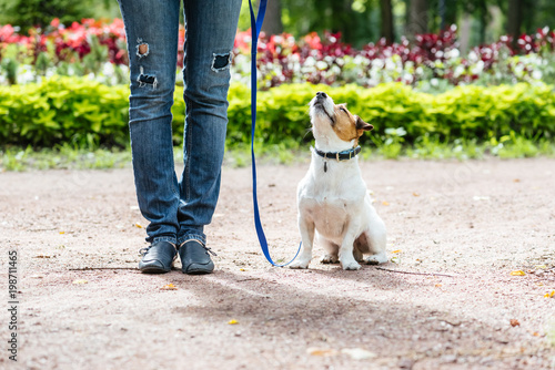 Fototapeta Naklejka Na Ścianę i Meble -  Good Citizen Dog Training: obedient dog training to walk on leash with owner