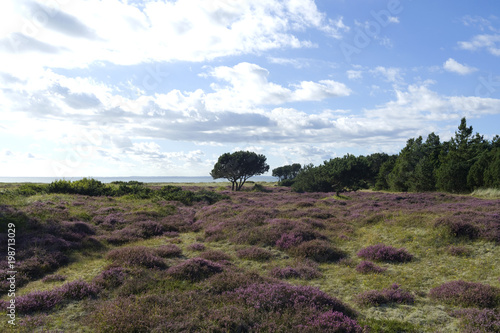 Laesoe / Denmark: View from the moorland in Vesteroe over the Kattegat Sea to the Danish mainland photo