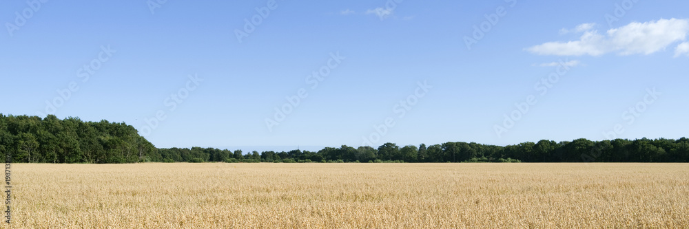 Laesoe / Denmark: View over a cornfield in Vesteroe Syd