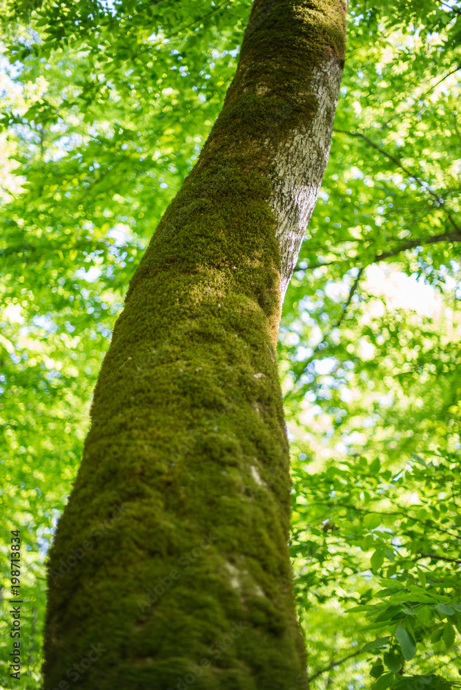 Fototapeta premium Tree trunk covered with moss.