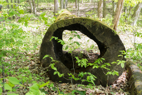 Old mossy fallen tree with a hole