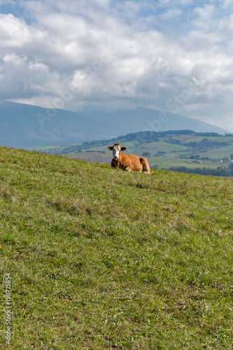 cow lies on a high hill pasture
