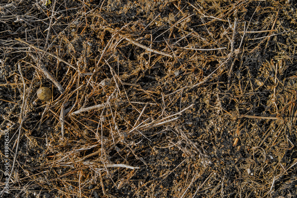 Dry grass texture background. Old grass of last year. Natural background Dry grass texture background. Old grass of last year. Natural background