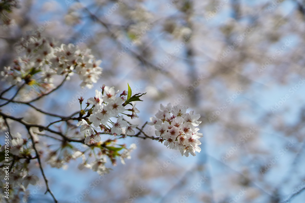 桜のある風景 桜のある風景