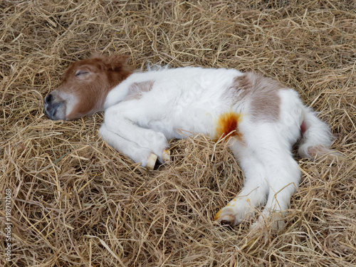 White and brown newborn foal of horse or pony sleeping or resting over pile of hay with anti infection or antibiotic medicine on its navel after umbilical cord was cut