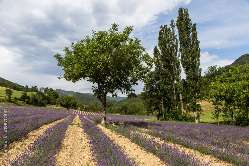 Obraz premium Lavandes, Vercors