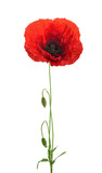Poppy flower on white background