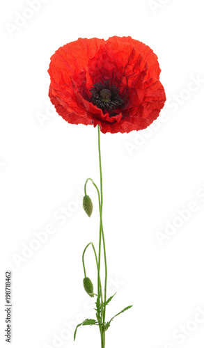 Poppy flower on white background