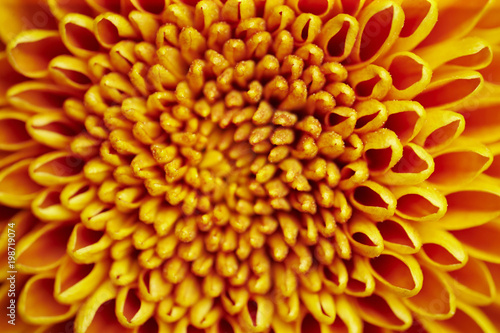 closeup of yellow flower