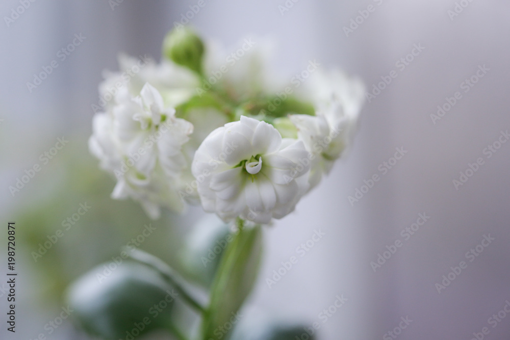 Close-up of white flowers in a vase Close-up of white flowers in a vase