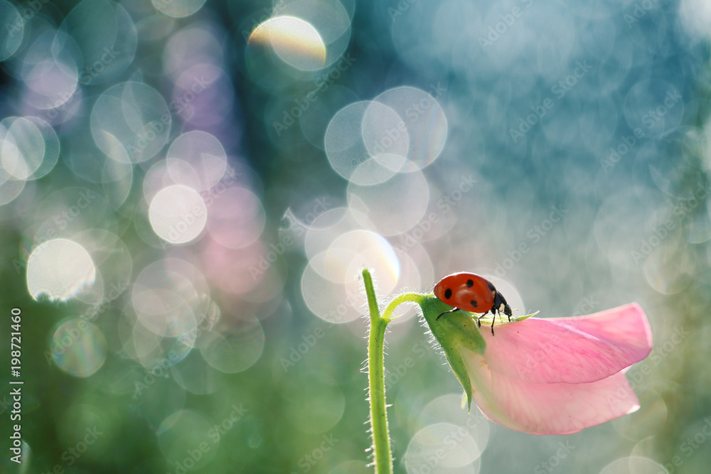 Naklejka premium Mała czerwona biedronka lubi spacerować po łodydze kwiatów w ogrodzie