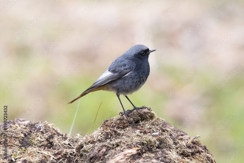 Obraz premium Codirosso spazzacamino