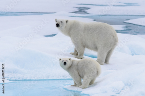 Polar bear  Ursus maritimus  mother and cub on the pack ice  north of Svalbard Arctic Norway