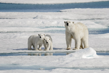 Wandcirkels Ijsbeer Moederijsbeer met twee welpen op ijs  © Alexey Seafarer