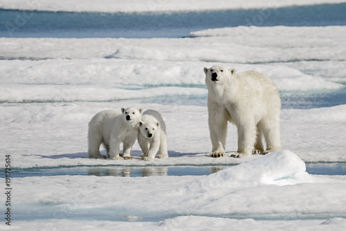 Polar bear mother with two cubs on ice