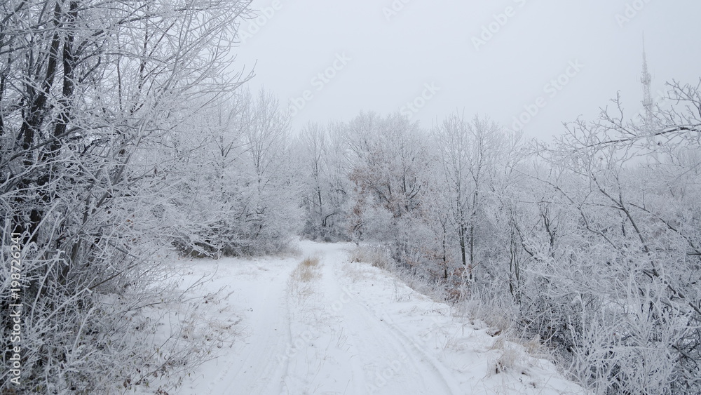 Fototapeta premium road through a fairy-tale winter forest