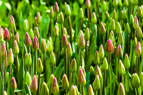 Harmony of tulips buds