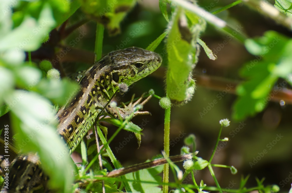 Fototapeta premium Lizard peeking out of the grass.