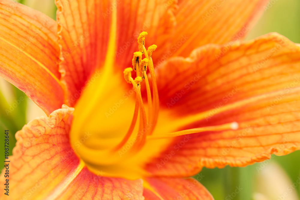 beautiful bright orange lily blooming in a summer park or garden beautiful bright orange lily blooming in a summer park or garden