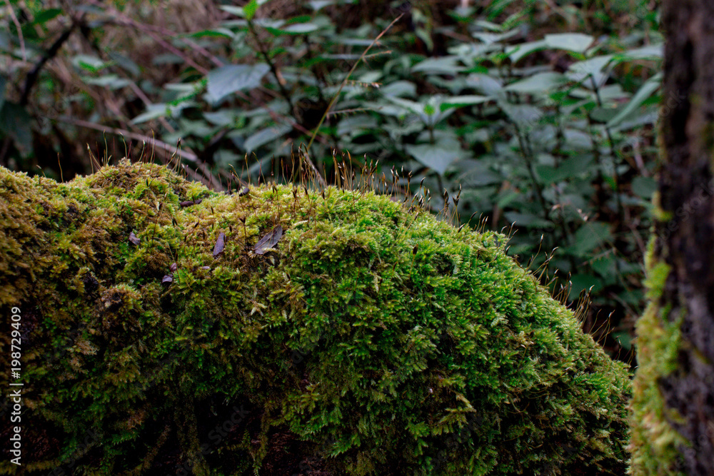 group of small plant growth on range mountain in summer . color is green and yellow . macro close up on moss flora . group of small plant growth on range mountain in summer . color is green and yellow . macro close up on moss flora .