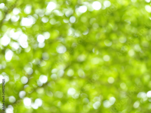 Fresh healthy green bio bokeh blurred background from foliage tree and sunlight.