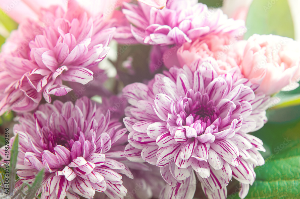 Closeup view of pink and violet chrysanthemums illuminated by sun