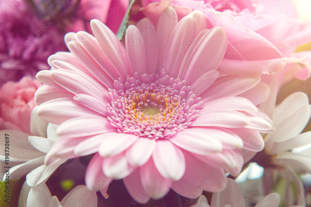 Closeup view of pink gerbera in the middle of bouquet illuminated by sun