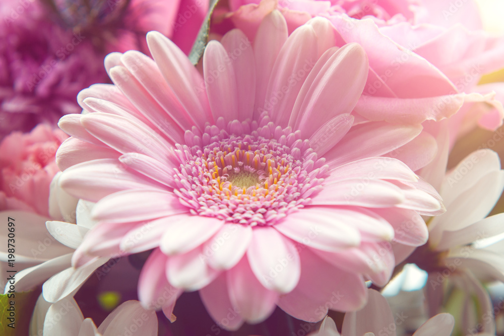 Closeup view of pink gerbera in the middle of bouquet illuminated by sun Closeup view of pink gerbera in the middle of bouquet illuminated by sun