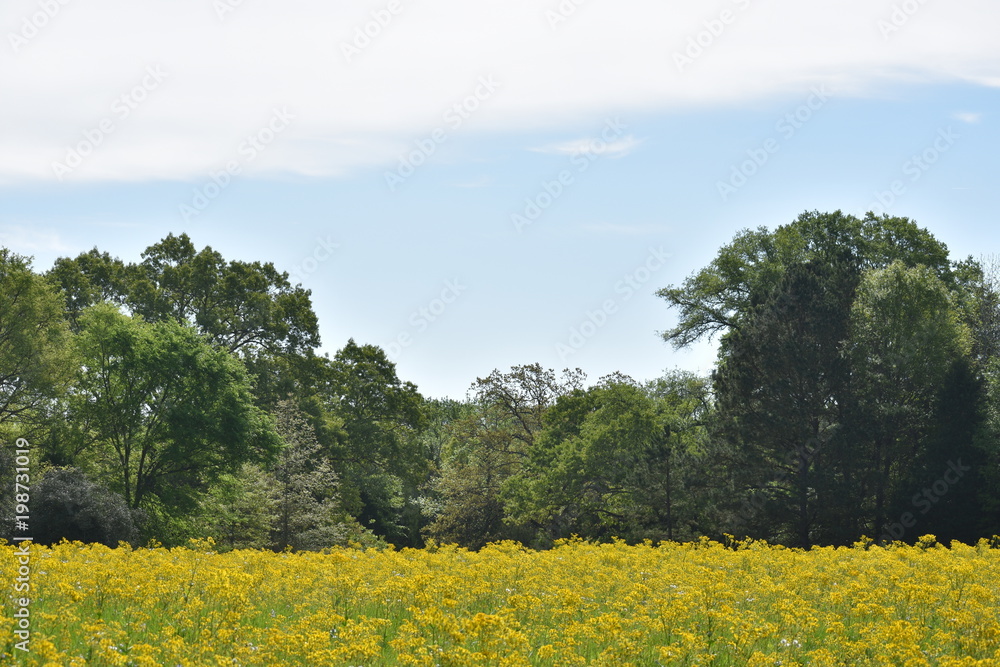 Open Field of Yellow Flowers