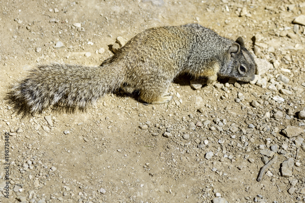 Obraz premium canyon squirrel
