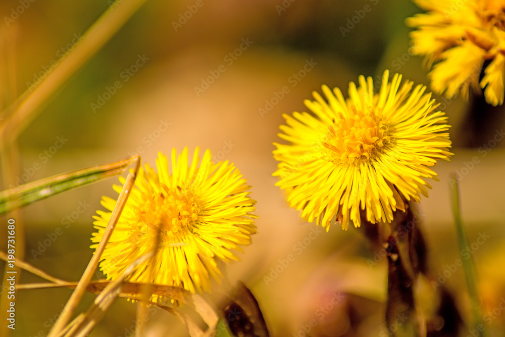 Coltsfoot, medicinal herb, flower in spring in a German forest Coltsfoot, medicinal herb, flower in spring in a German forest