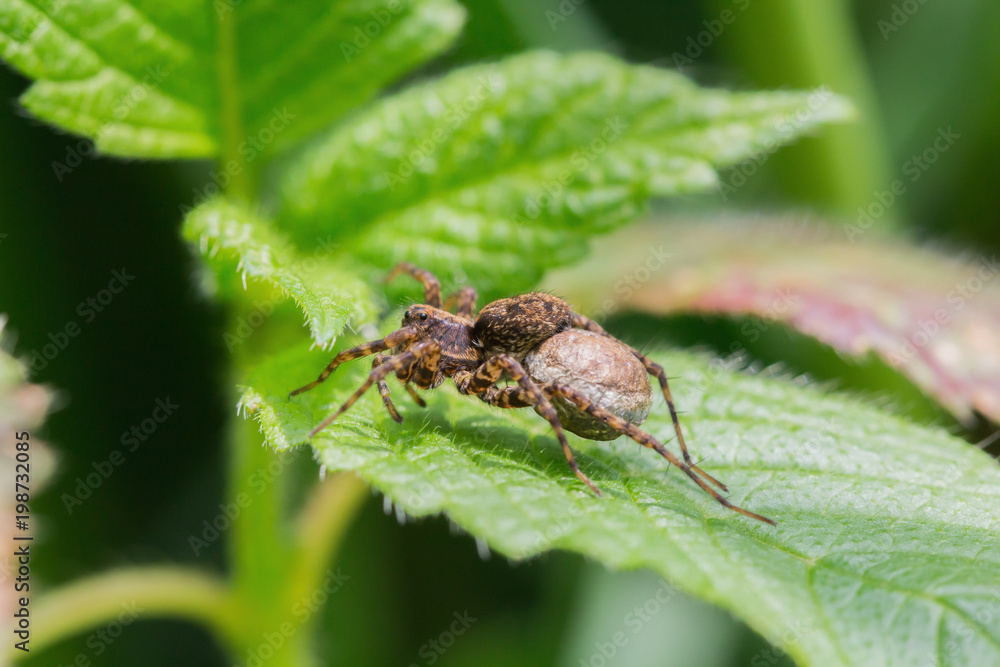 A spider with a thick belly sits on the leaf A spider with a thick belly sits on the leaf