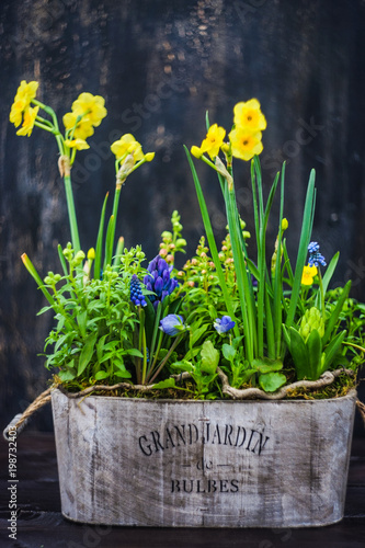 Fototapeta Naklejka Na Ścianę i Meble -  Spring floral concept with muscari