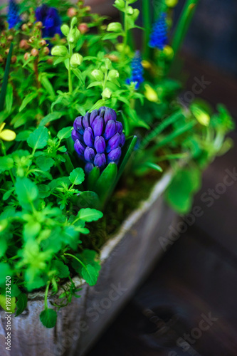 Fototapeta Naklejka Na Ścianę i Meble -  Spring floral concept with muscari