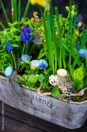 Fototapeta Naklejka Na Ścianę i Meble -  Spring floral concept with muscari