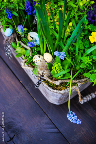 Fototapeta Naklejka Na Ścianę i Meble -  Spring floral concept with muscari