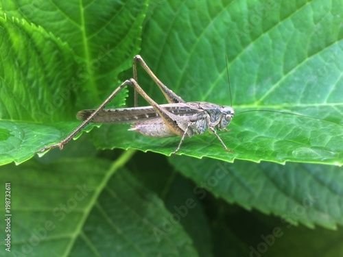 grasshopper, macro, meadow, green, insect, nature, animal, closeup, wildlife, plant, leaf, beautiful, wild, summer, cricket, natural, outdoor, outdoors, orthoptera, chorthippus, parallelus, brown, ima