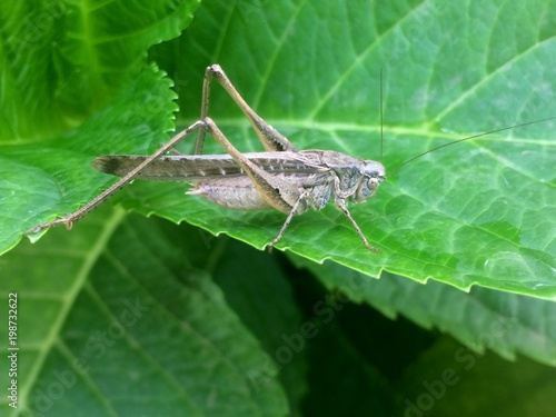 grasshopper, macro, meadow, green, insect, nature, animal, closeup, wildlife, plant, leaf, beautiful, wild, summer, cricket, natural, outdoor, outdoors, orthoptera, chorthippus, parallelus, brown, ima