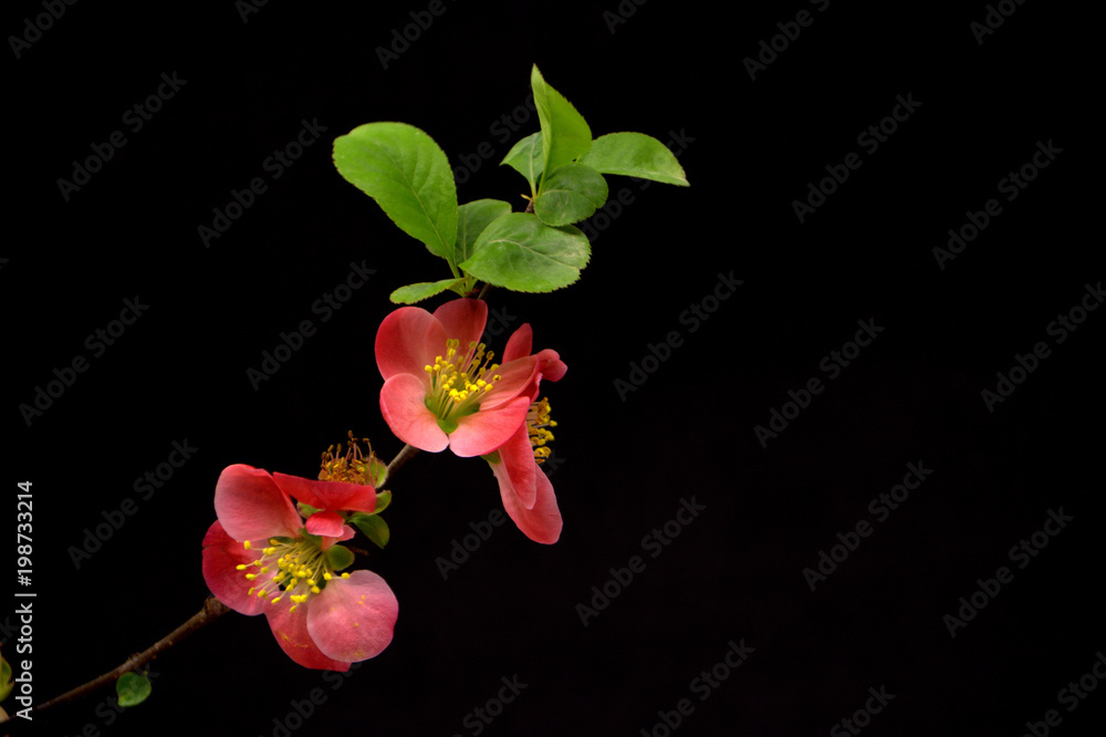 Fototapeta premium red flowers on black background
