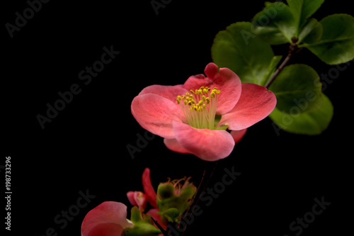 red flowers on black background