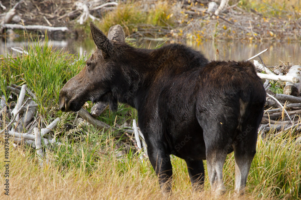 Fototapeta premium Moose