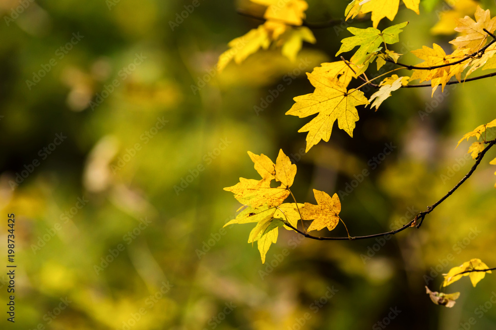 Yellow maple leaves in autumn forest Yellow maple leaves in autumn forest