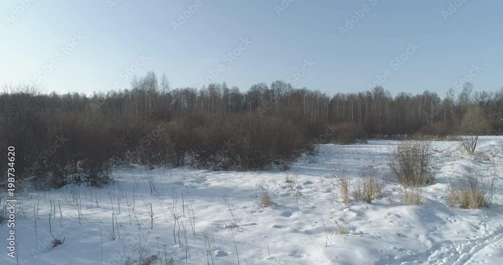 Aerial forward fly low over bare birch forest on a sunny winter day Aerial forward fly low over bare birch forest on a sunny winter day