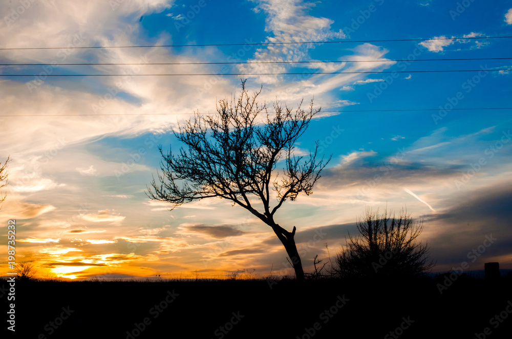 Silhouette of a tree in the sunset