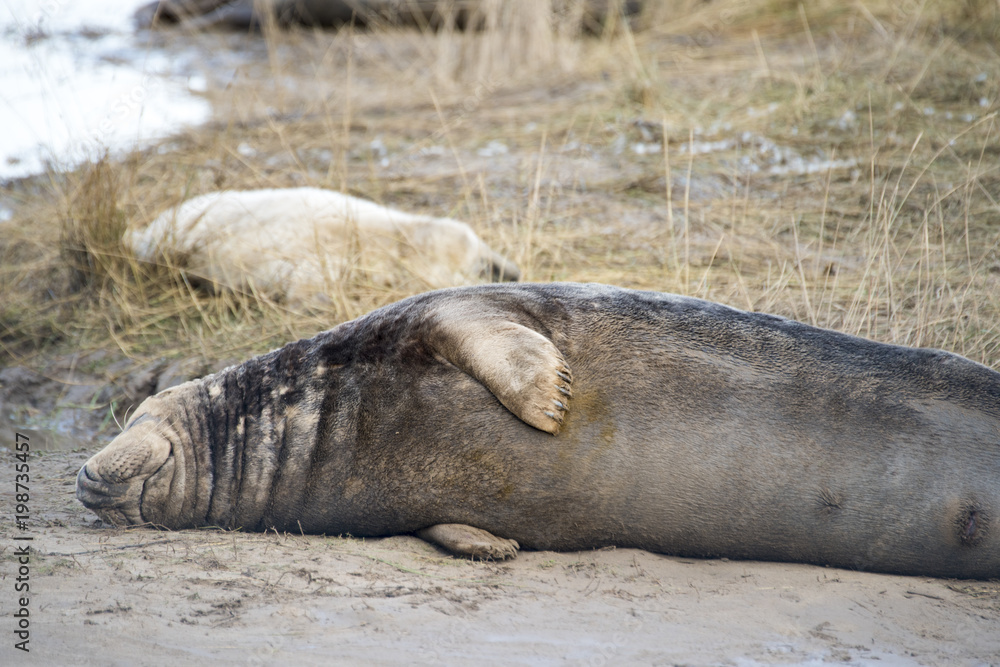Fototapeta premium Donna Nook, Lincolnshire, UK – Nov 15: Grey seal mother and newborn pup at rest on the mudflats on 15 Nov 2016 at Donna Nook Seal Sanctuary, Lincolnshire Wildlife Trust