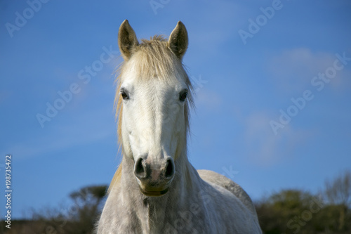 Beautiful white horse with blue sky and white clouds