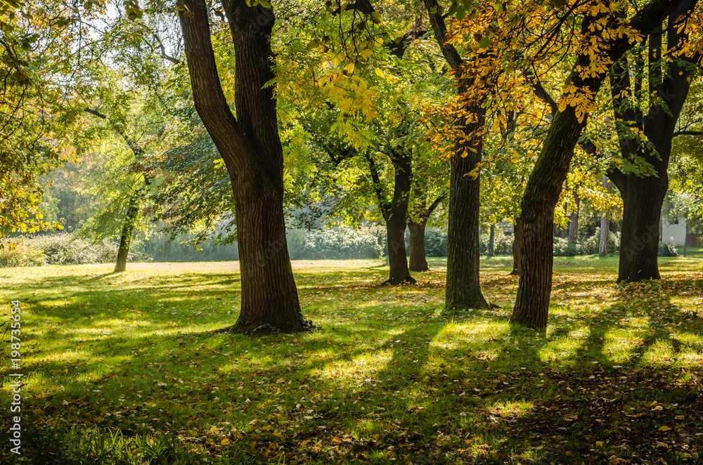 Autumn trees in one of the parks in the city of Novi Sad - Serbia 