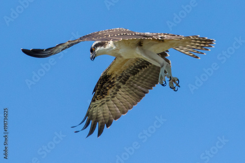 osprey