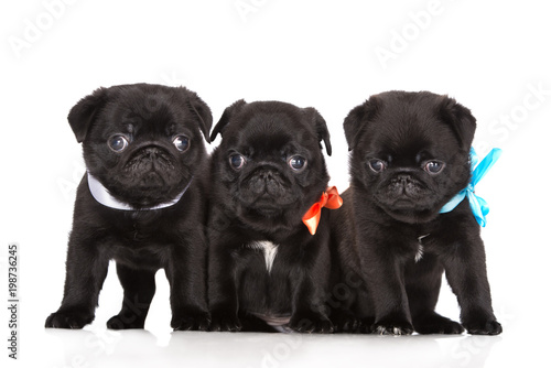 Fototapeta Naklejka Na Ścianę i Meble -  three adorable pug puppies posing on white